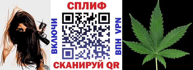 Канабис сатива  Кизилюрт 